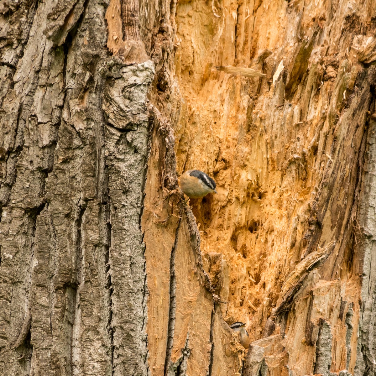 Red-breasted Nuthatch - ML621119794