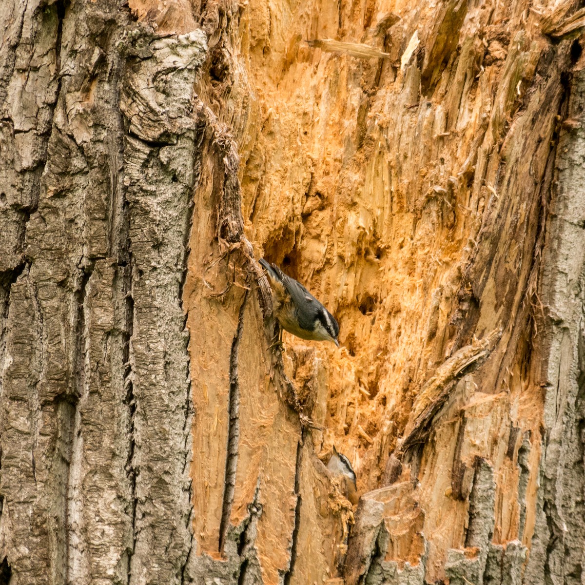 Red-breasted Nuthatch - Larry Joseph