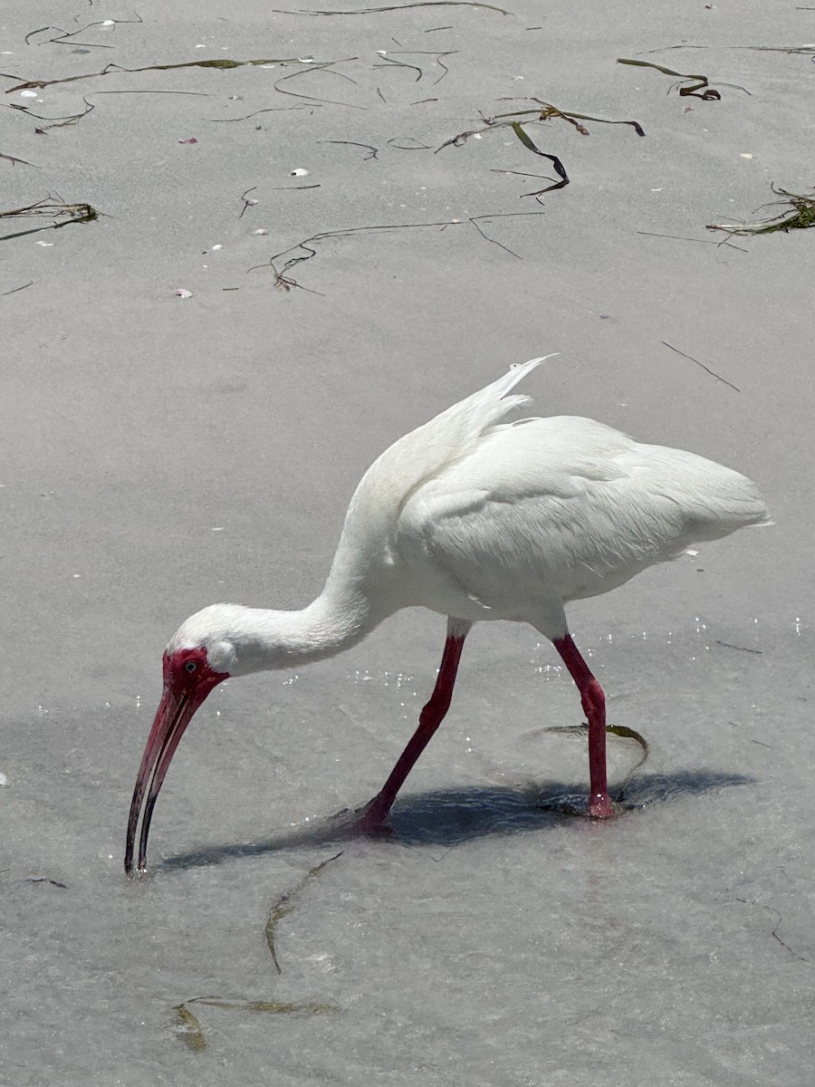 ibis bílý - ML621119804