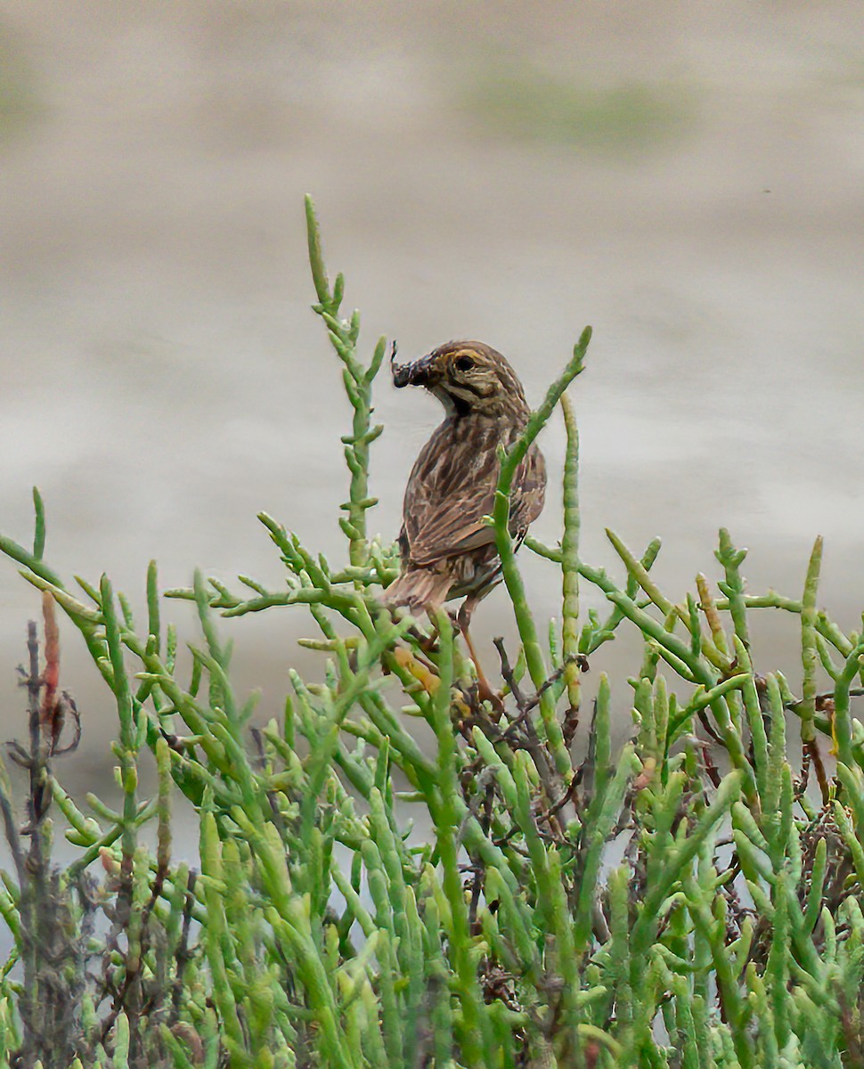 Savannah Sparrow (Belding's) - ML621119816
