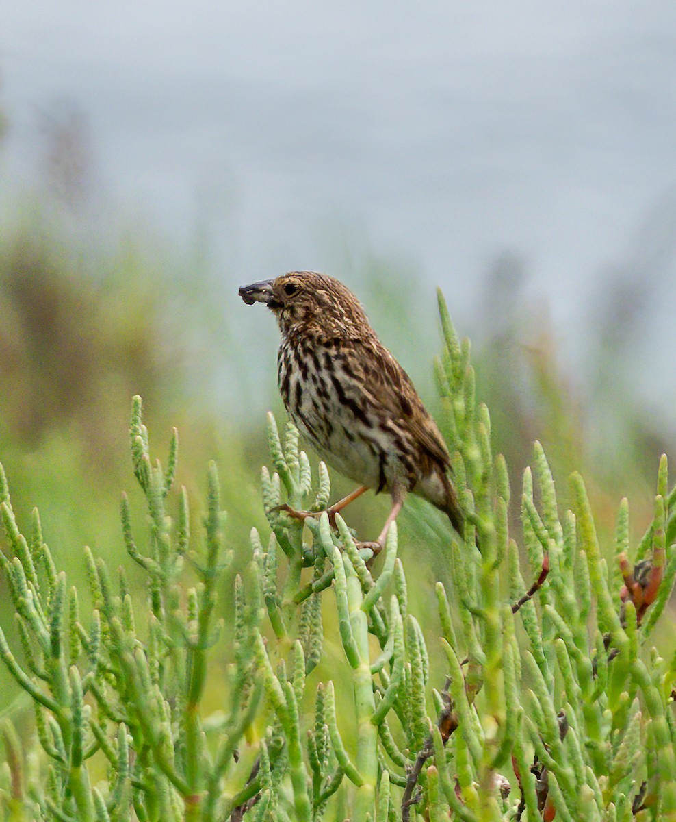 Savannah Sparrow (Belding's) - ML621119817