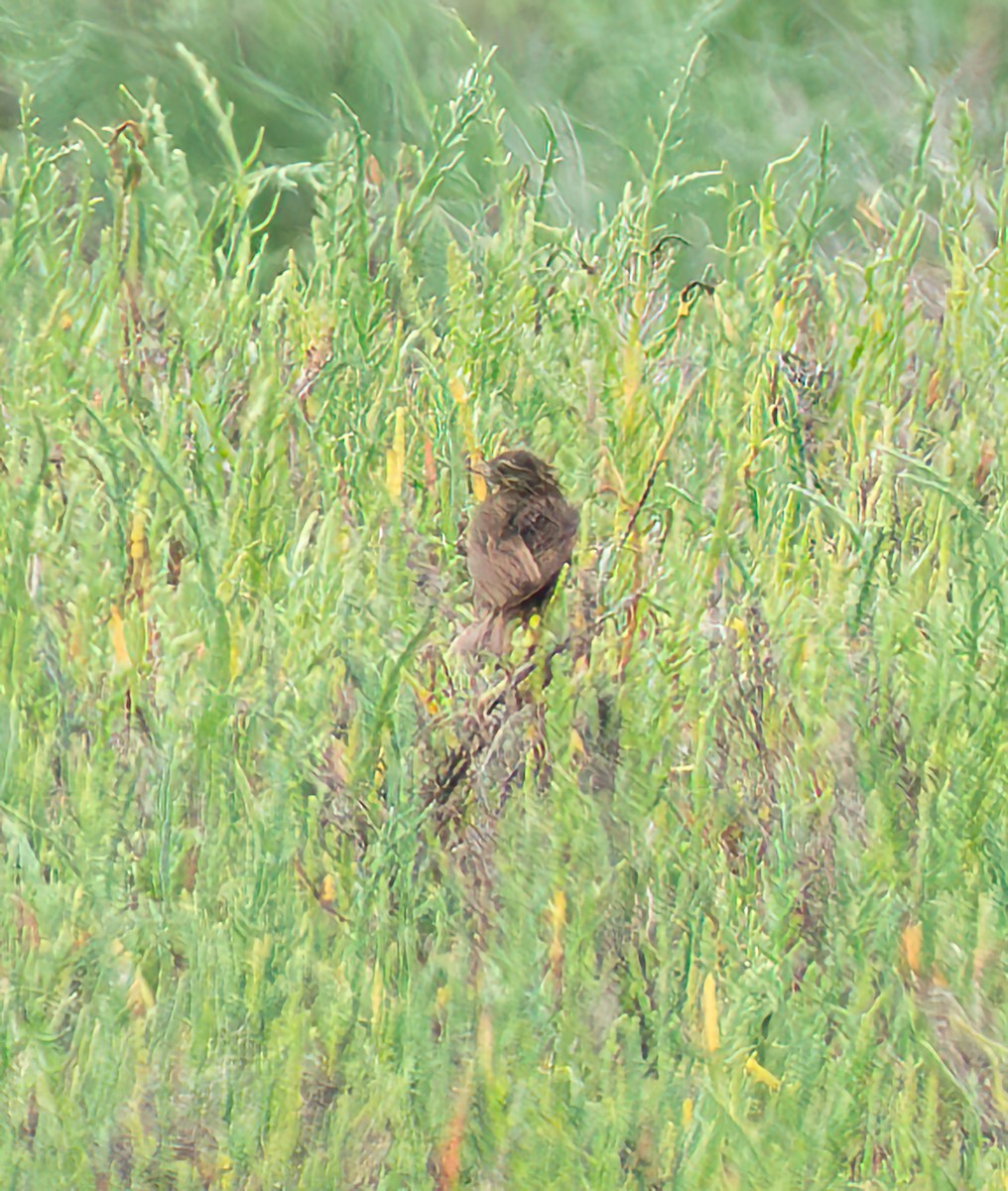 Savannah Sparrow (Belding's) - ML621119818
