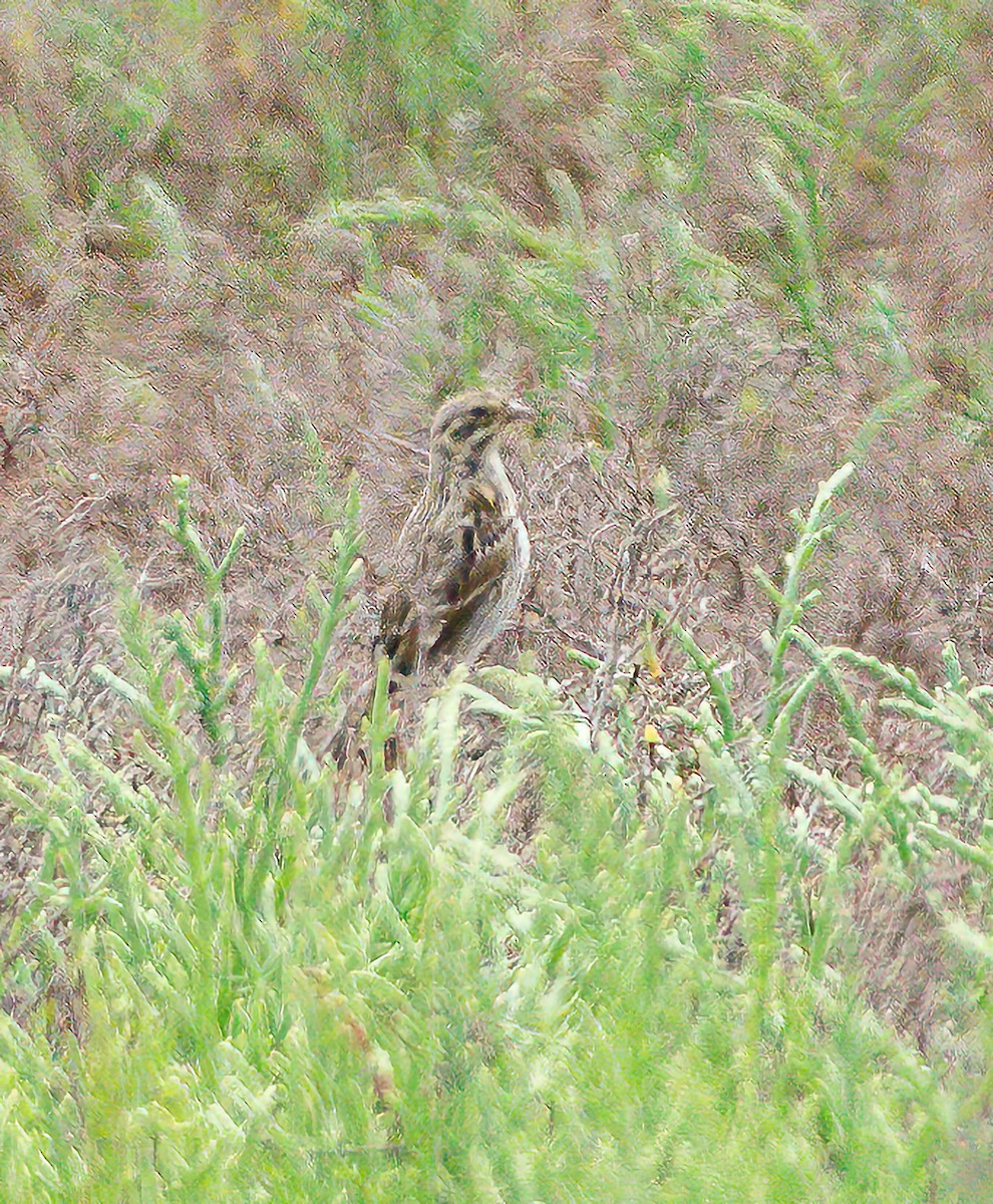 Savannah Sparrow (Belding's) - ML621119820