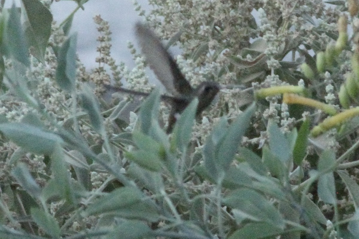 kolibřík temnobřichý - ML621119825