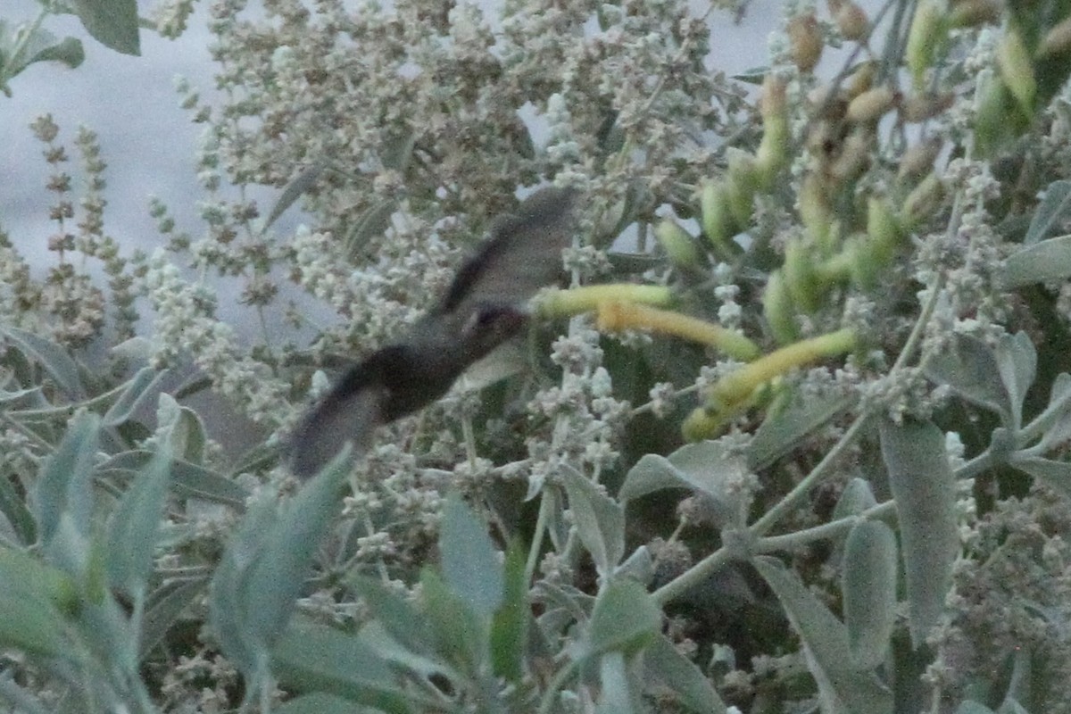 kolibřík temnobřichý - ML621119826