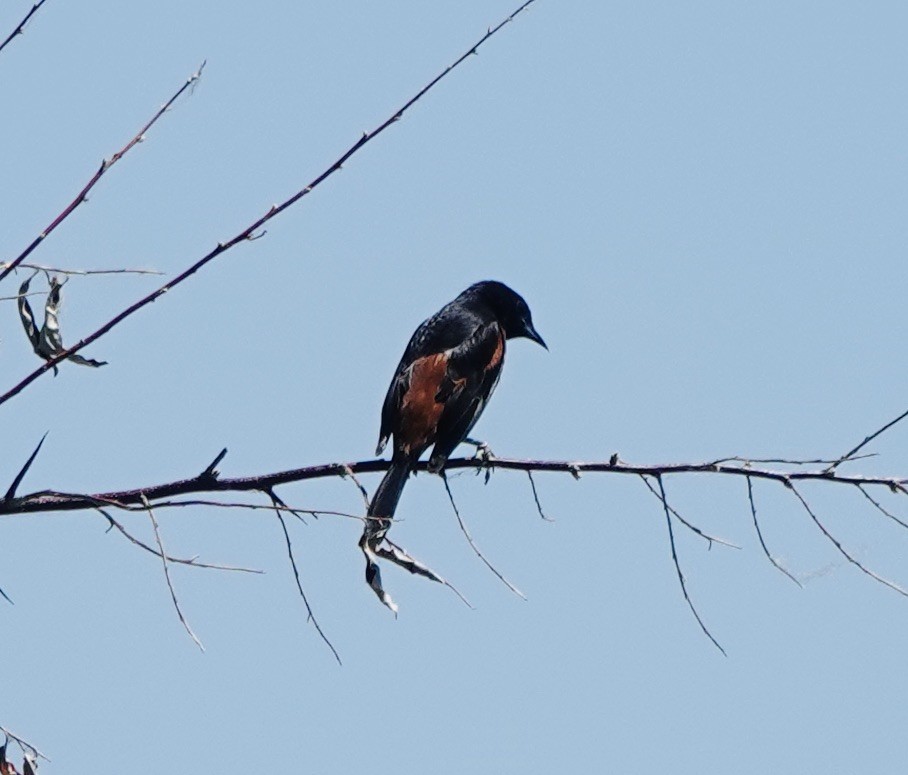 Orchard Oriole - ML621119839