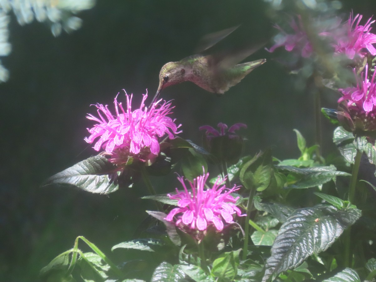 Anna's Hummingbird - ML621119841