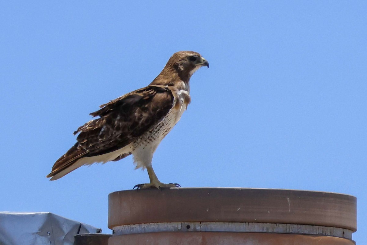 Red-tailed Hawk - ML621119897
