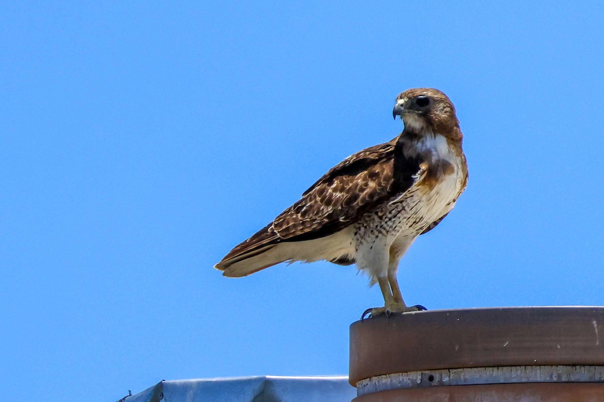 Red-tailed Hawk - ML621119898