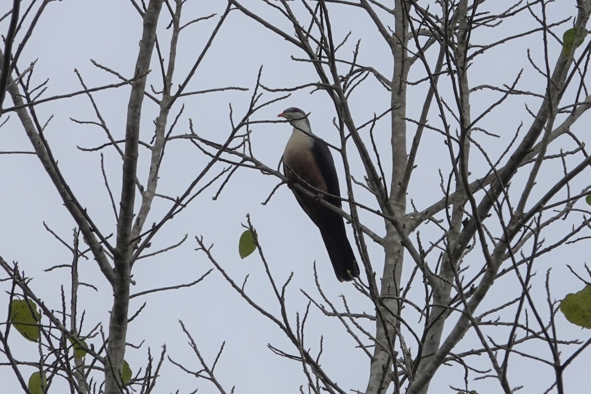 Buru Mountain-Pigeon - ML621119978