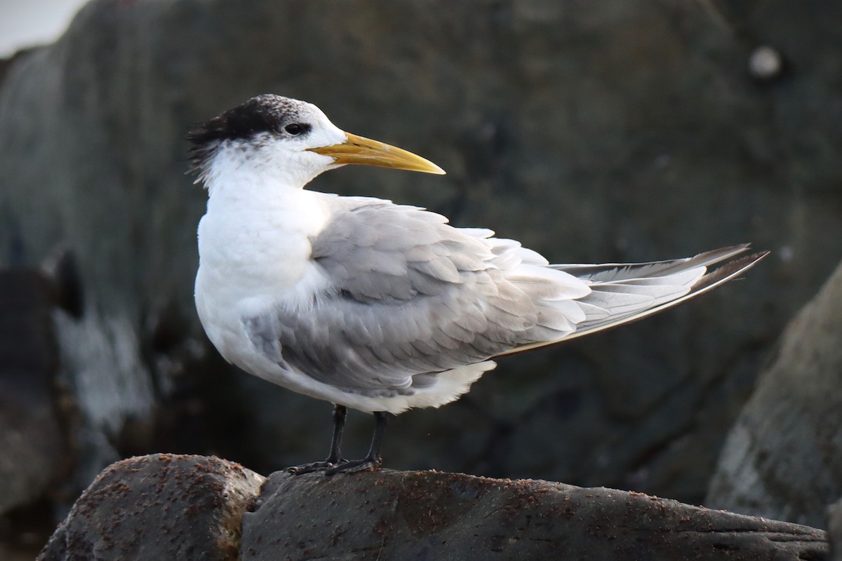 Great Crested Tern - ML621119988