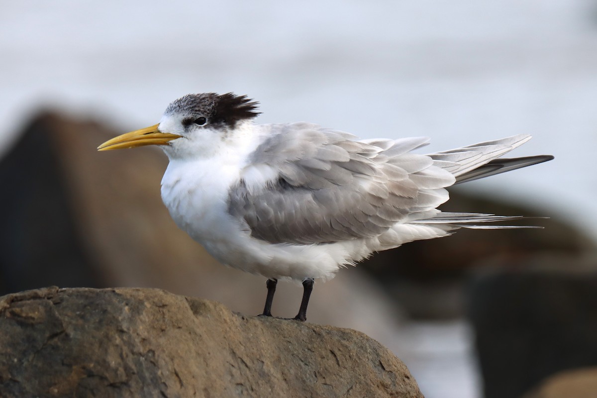 Great Crested Tern - ML621119990