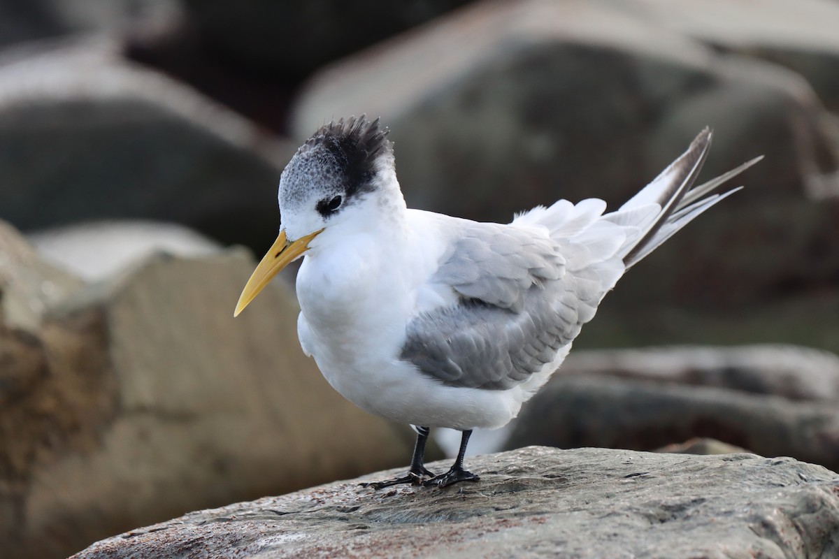 Great Crested Tern - ML621119991