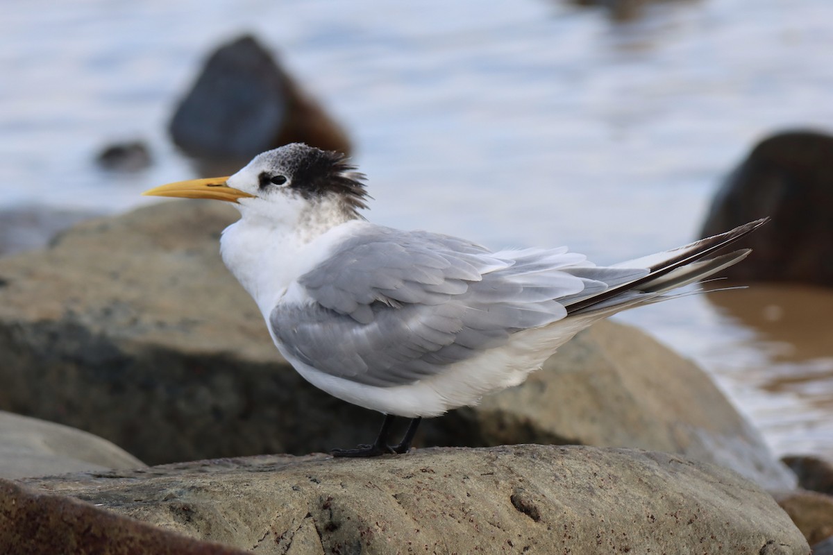 Great Crested Tern - ML621119992