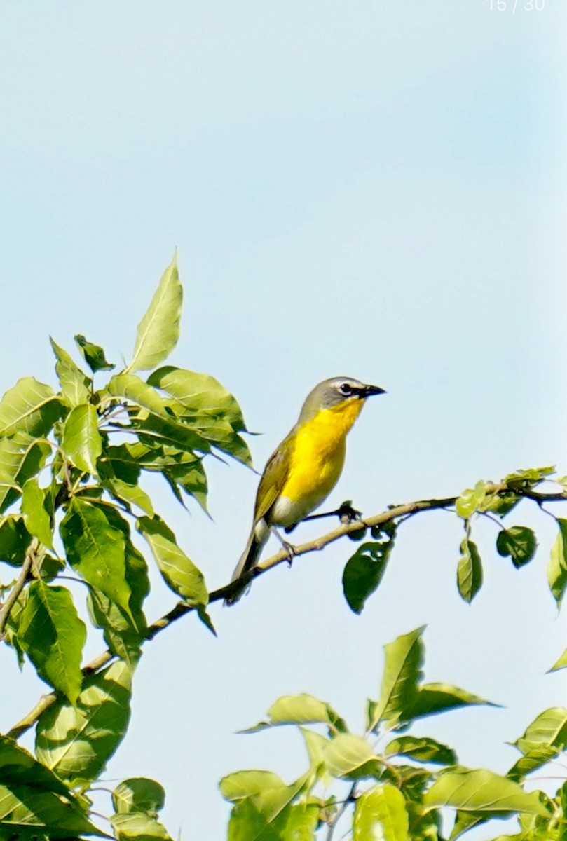 Yellow-breasted Chat - ML621119994