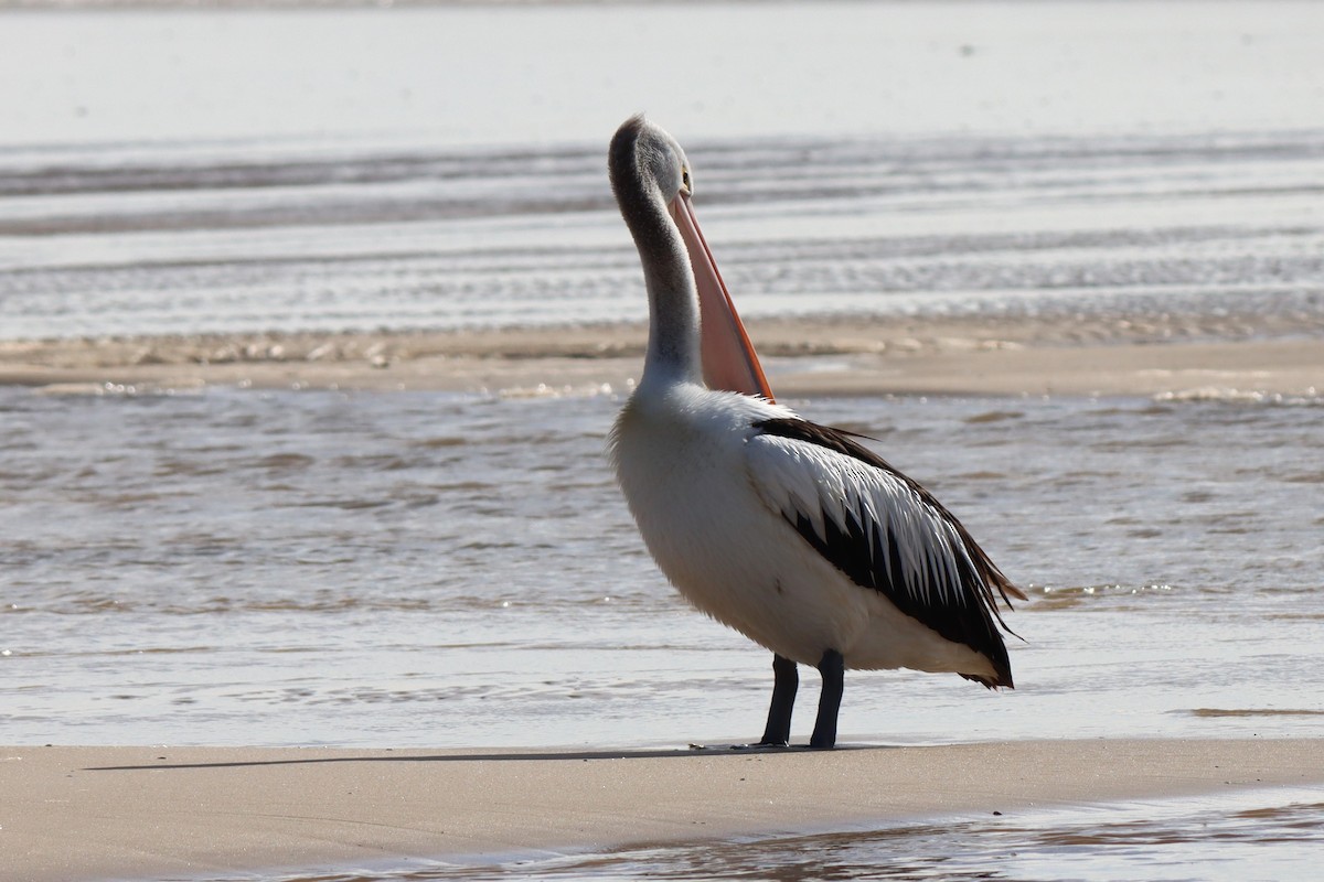 pelikán australský - ML621120004