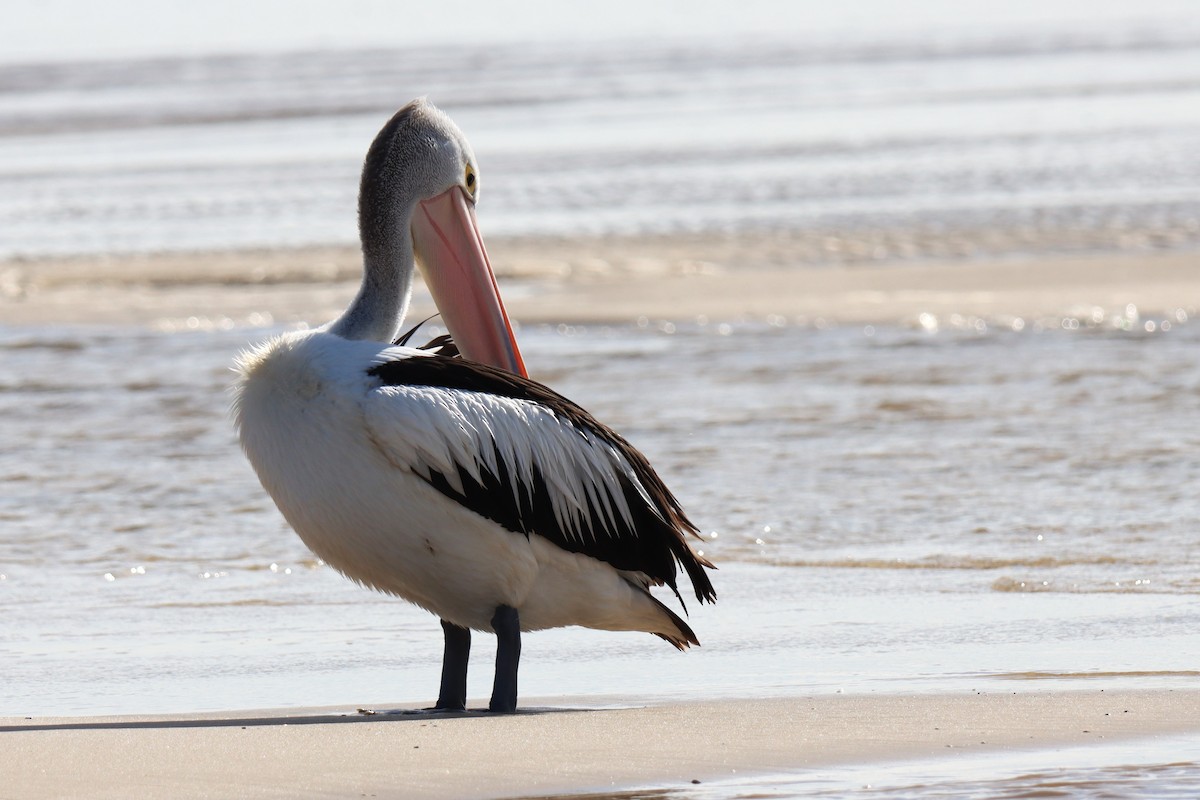 pelikán australský - ML621120005