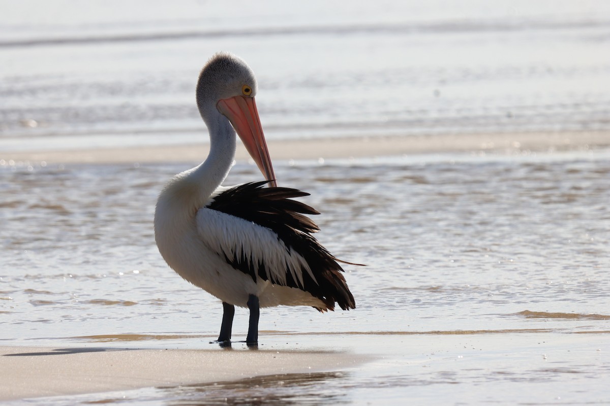 pelikán australský - ML621120006