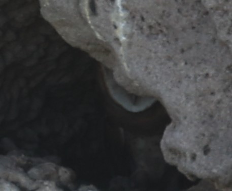 Peçeli Baykuş [tuidara grubu] - ML621120008
