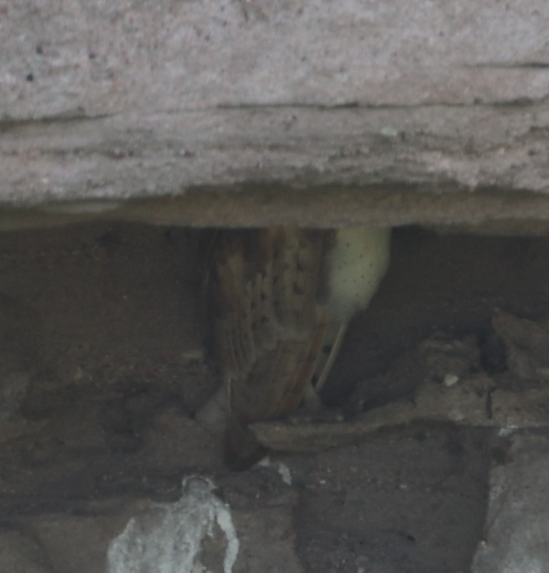 Peçeli Baykuş [tuidara grubu] - ML621120009