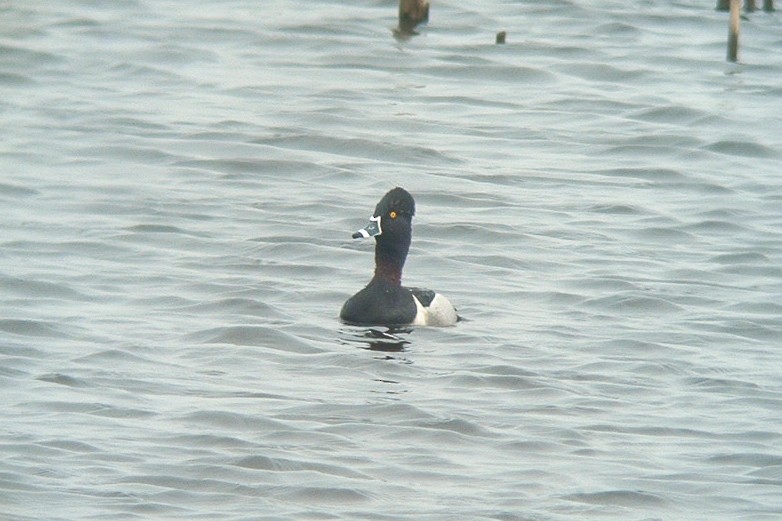 Ring-necked Duck - ML621120026