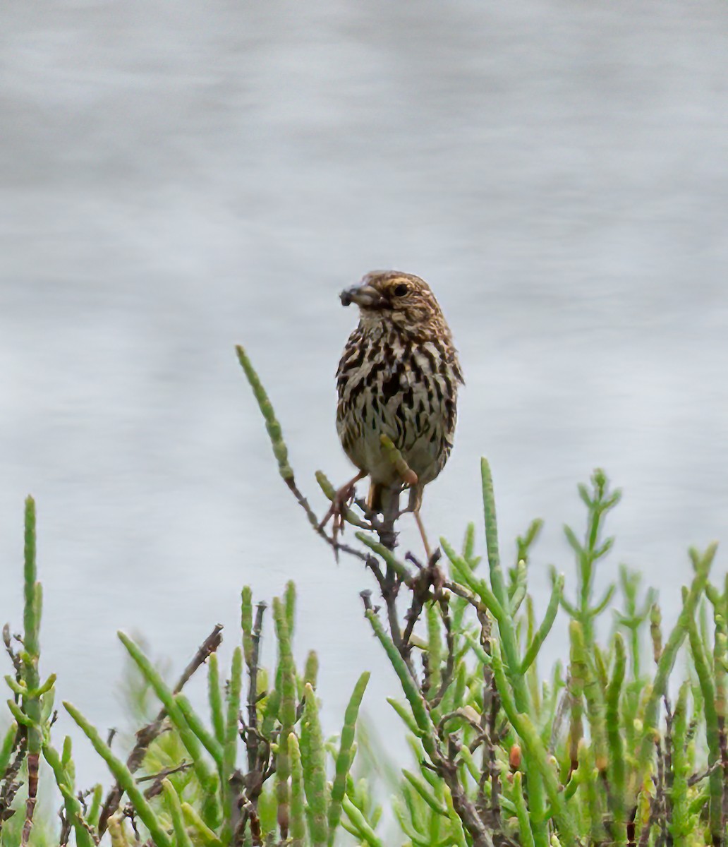 Savannah Sparrow (Belding's) - ML621120076