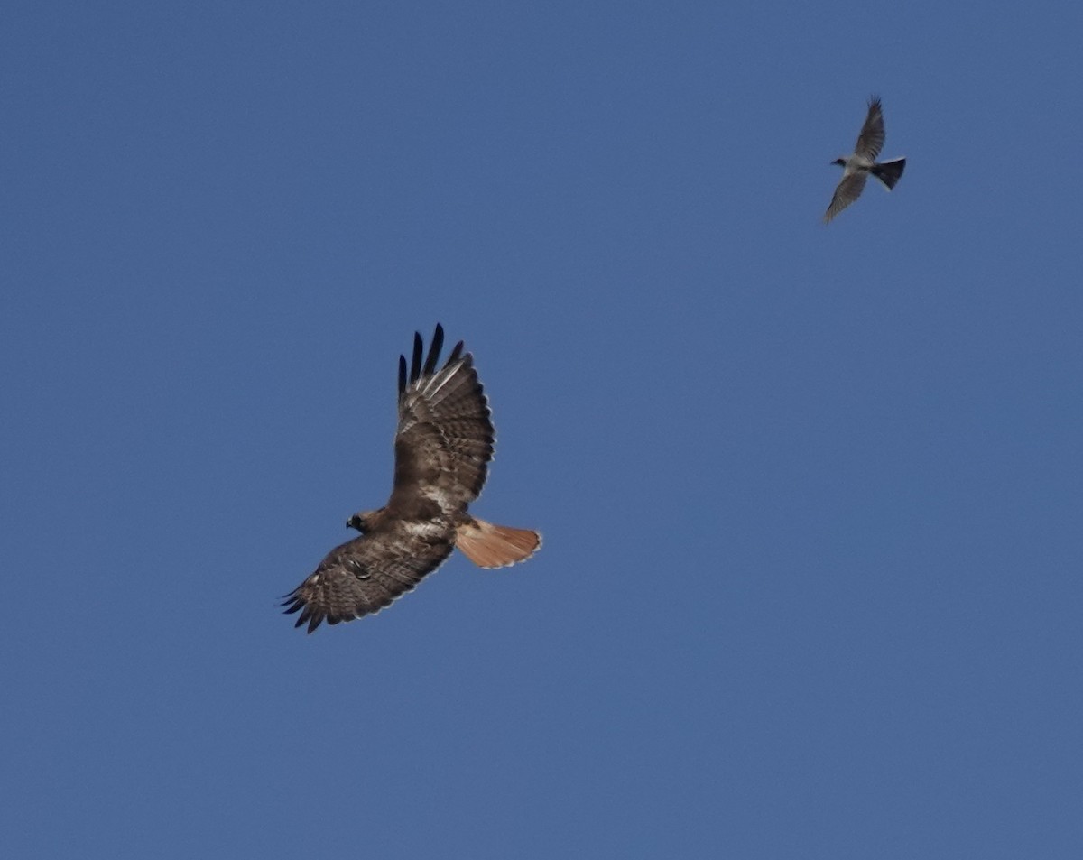 Red-tailed Hawk - ML621120084