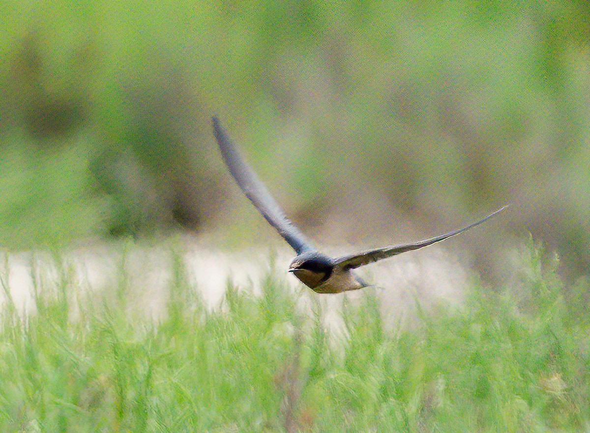 Barn Swallow - ML621120108