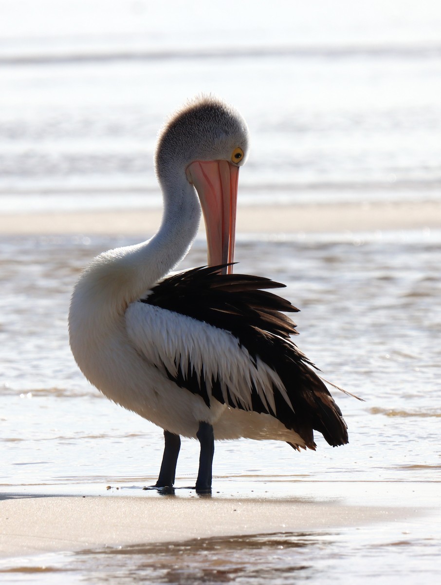 pelikán australský - ML621120126