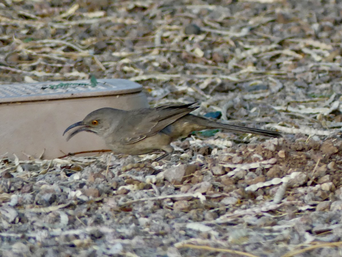 Curve-billed Thrasher - ML621120146