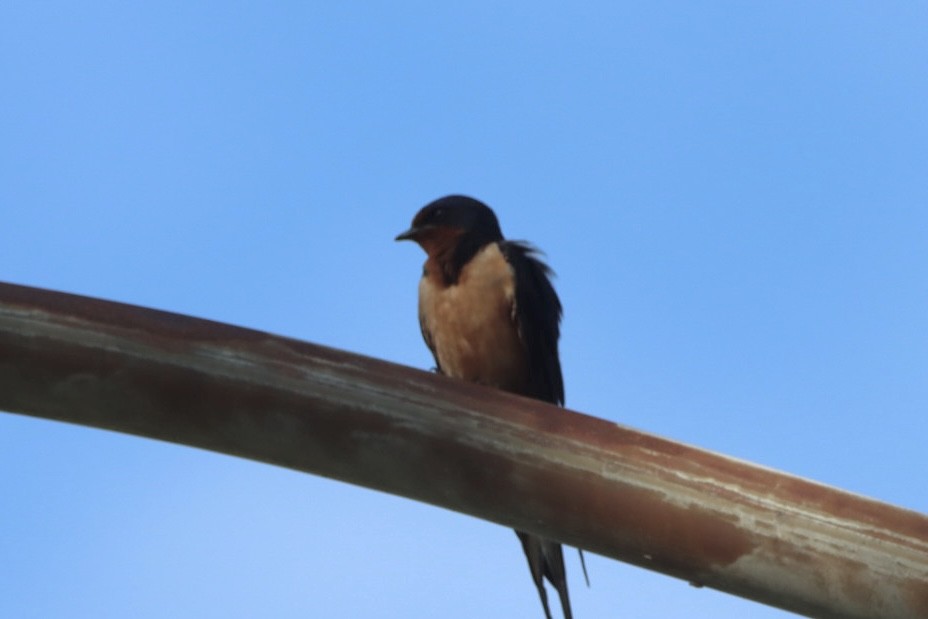 Barn Swallow - ML621120147