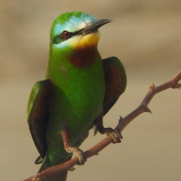 Blue-cheeked Bee-eater - ML621120152