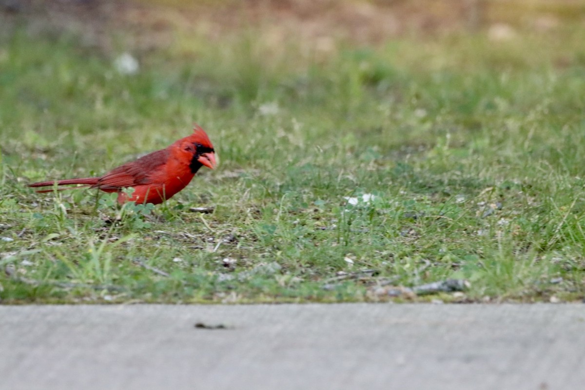 Cardinal rouge - ML621120164