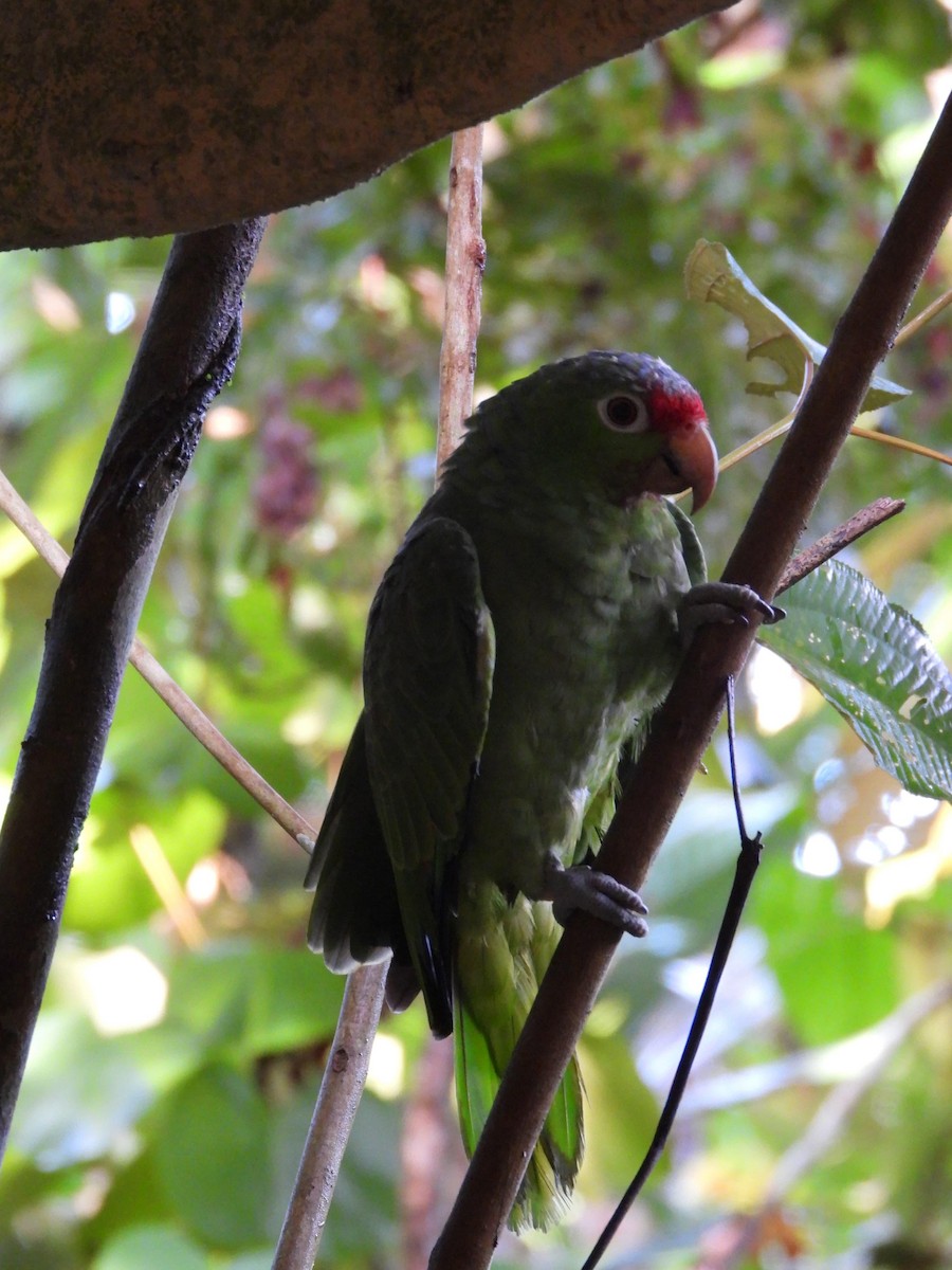 Red-lored Parrot - ML621120166