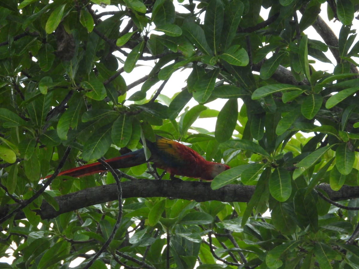 Scarlet Macaw - ML621120175