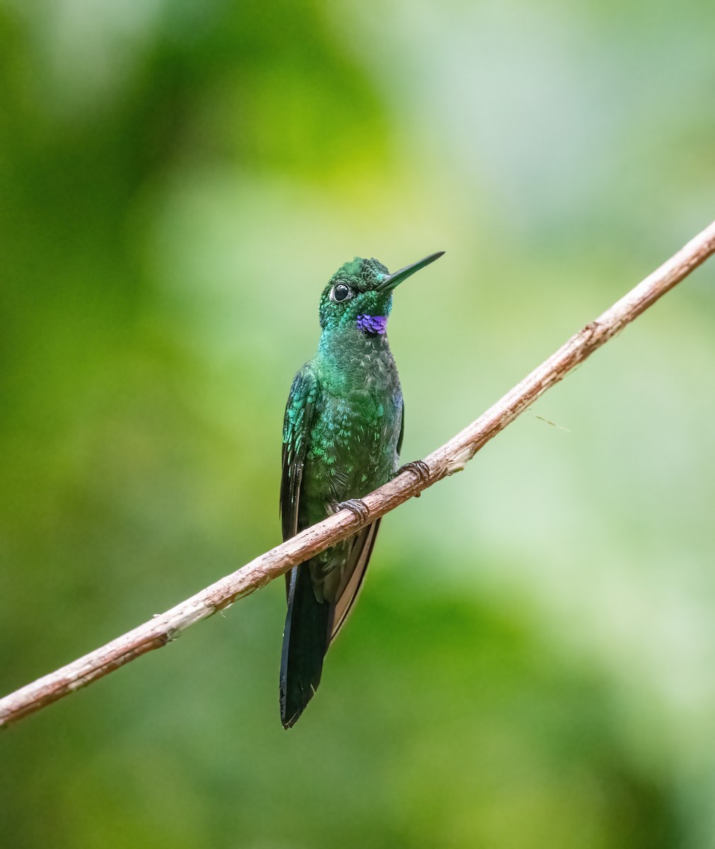 kolibřík skvrnoocasý - ML621120215