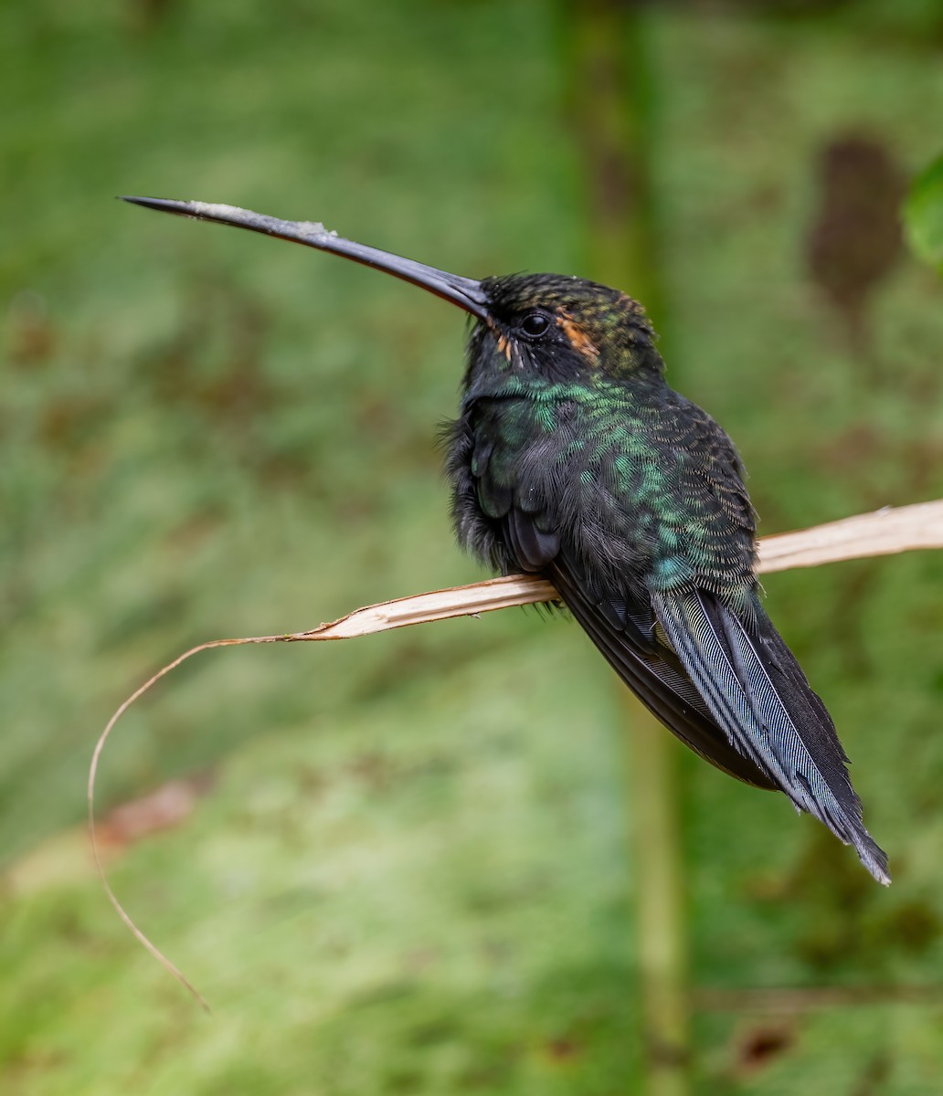 kolibřík bělovousý - ML621120218