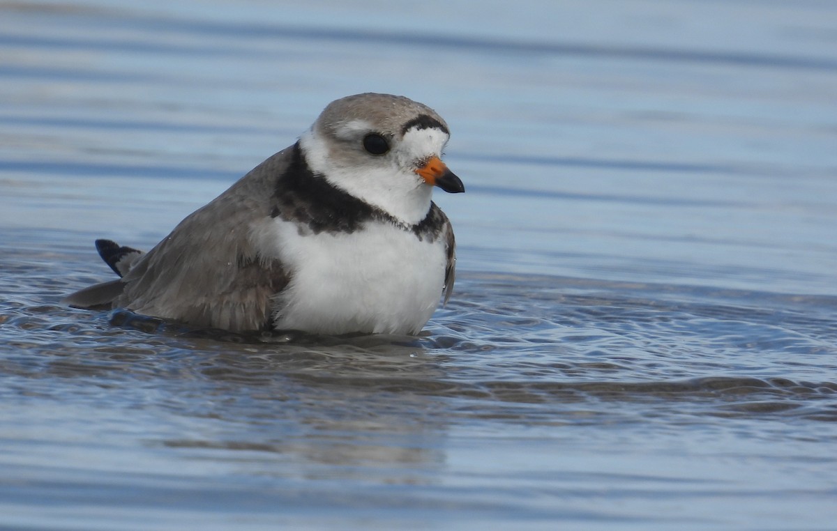 Piping Plover - ML621120228