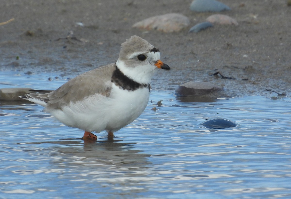 Piping Plover - ML621120229