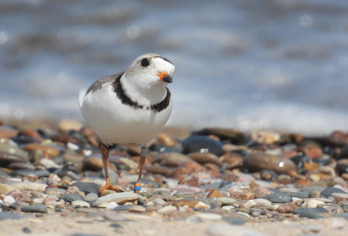 Piping Plover - ML621120230