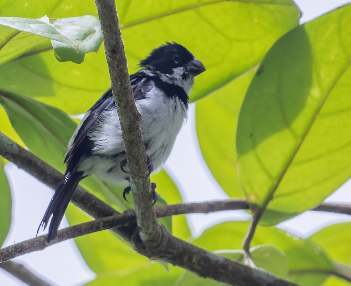 Variable Seedeater (Variable) - ML621120233