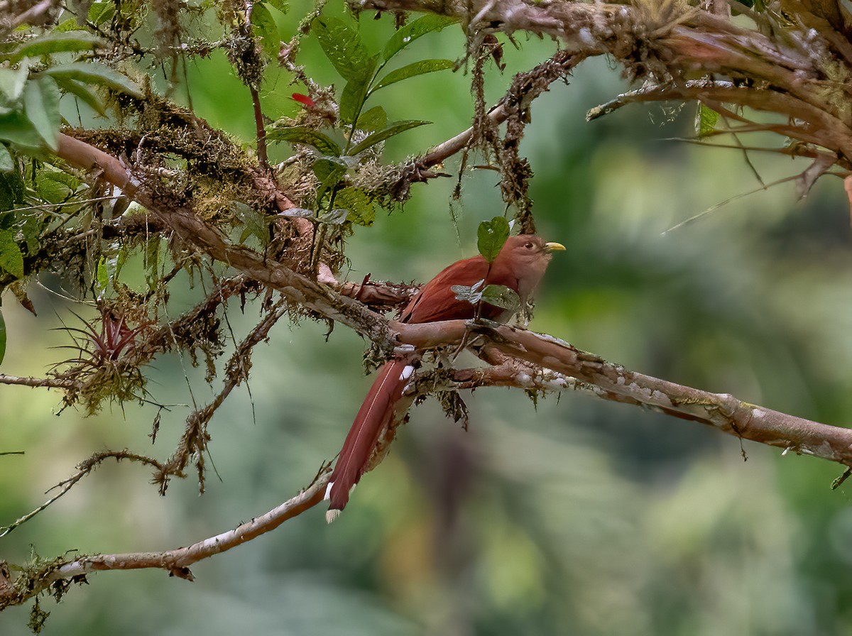 Squirrel Cuckoo (nigricrissa) - ML621120254