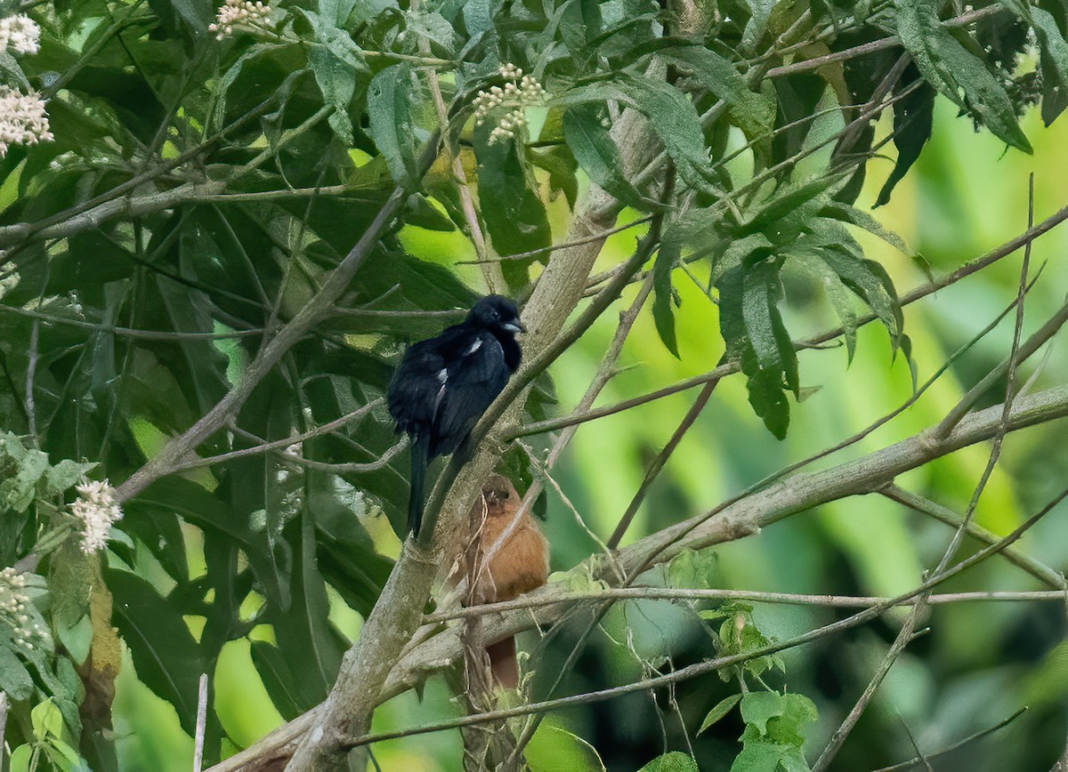 White-lined Tanager - ML621120280