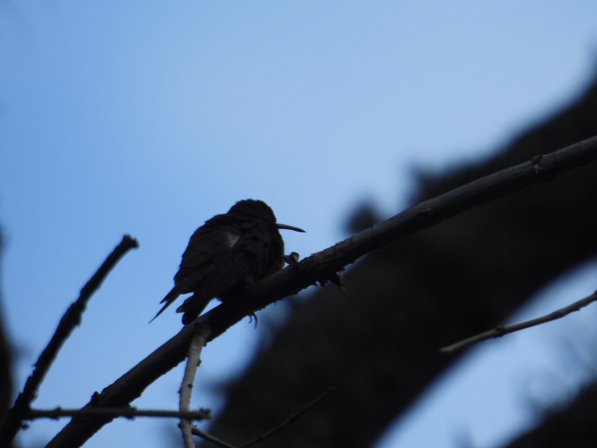 hummingbird sp. - ML621120291