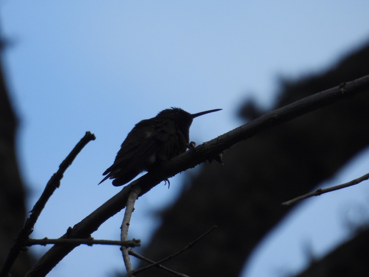 hummingbird sp. - ML621120295