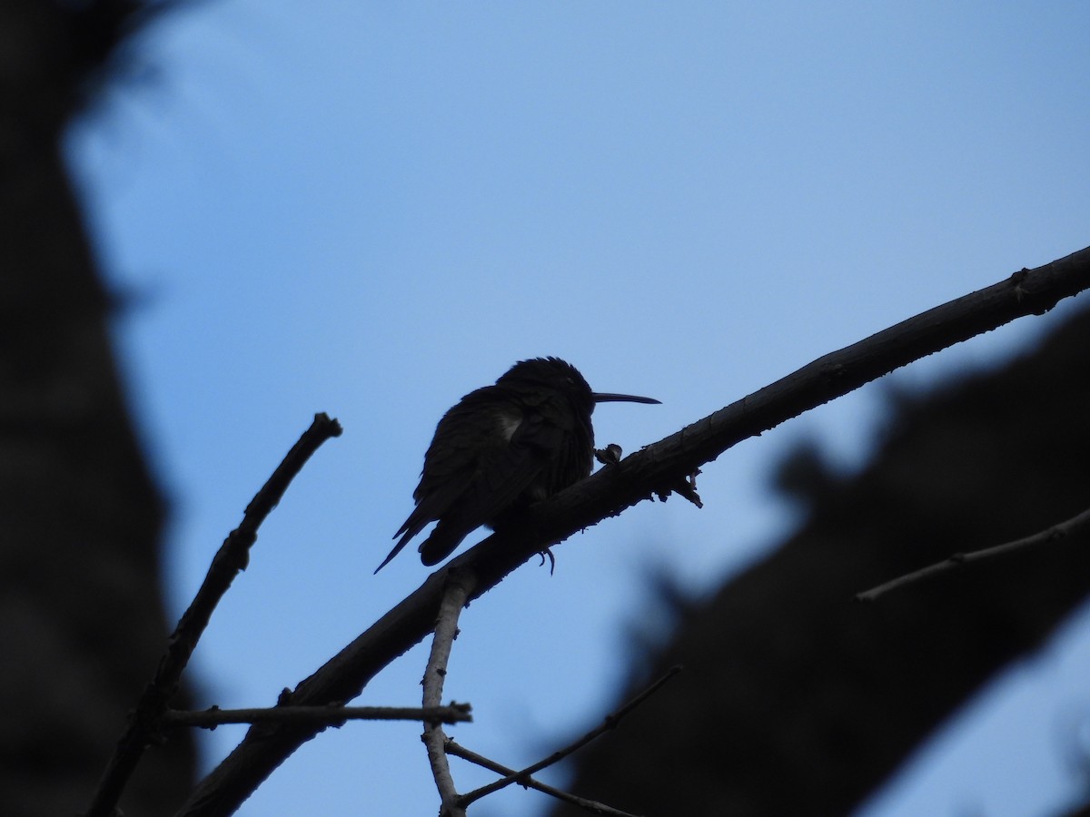 hummingbird sp. - ML621120296