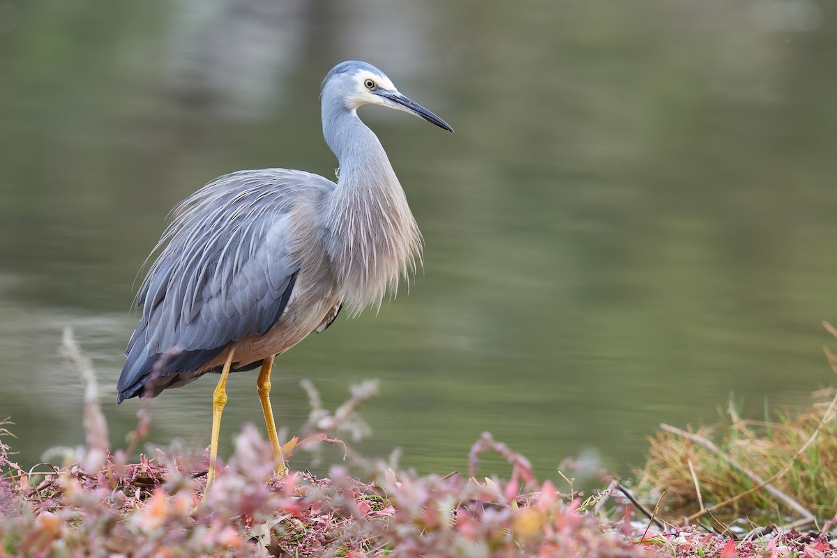 White-faced Heron - ML621120298