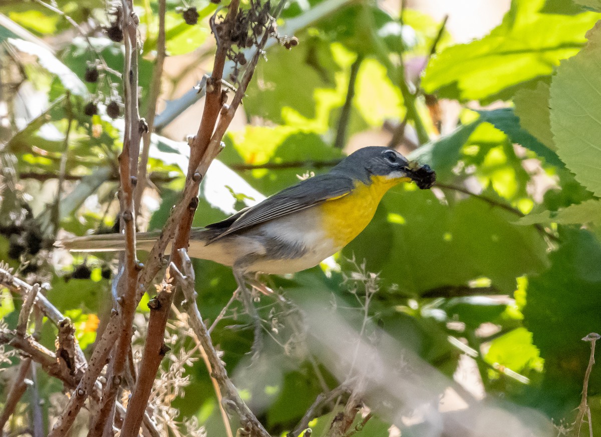 Yellow-breasted Chat - ML621120310