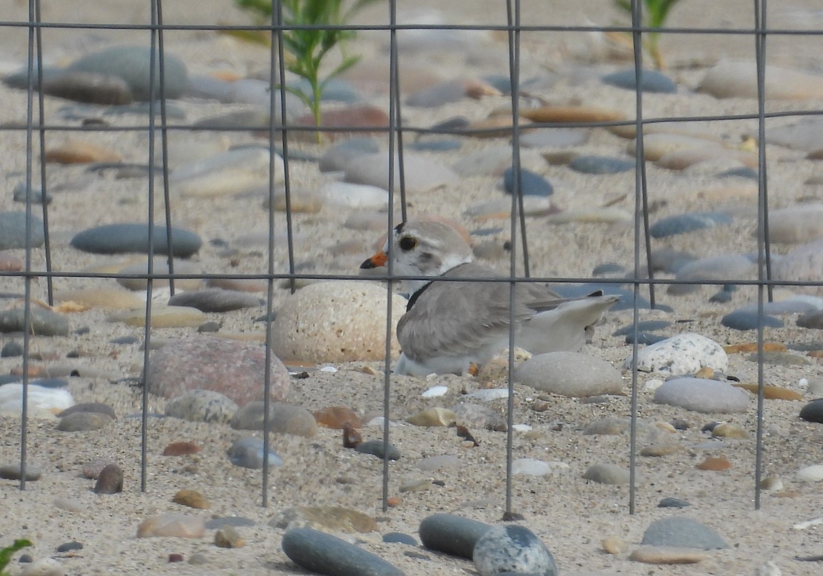 Piping Plover - ML621120311