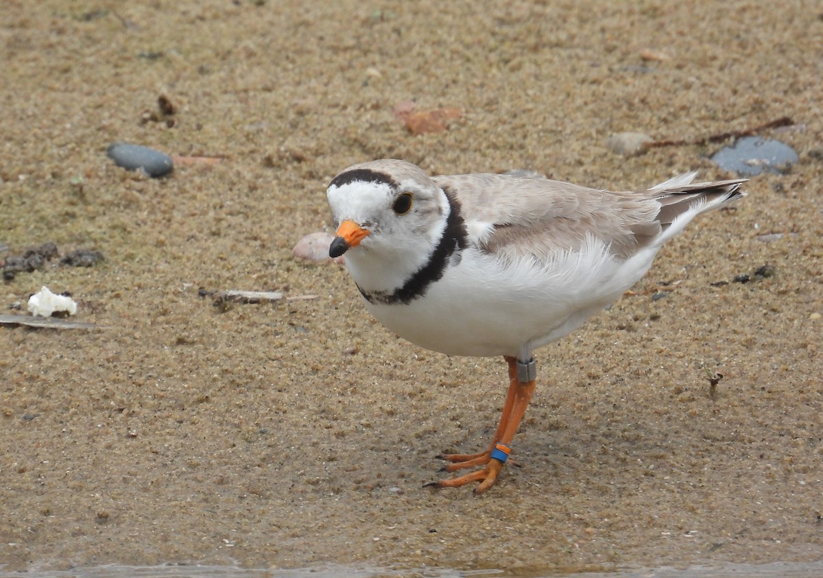 Piping Plover - ML621120312